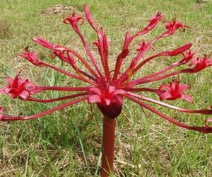 Vermiste bolplant toe nie albino